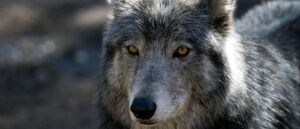 wyoming-legislature-rejects-ban-on-hunting-tactic-as-some-claim-it-ruins-state’s-reputation