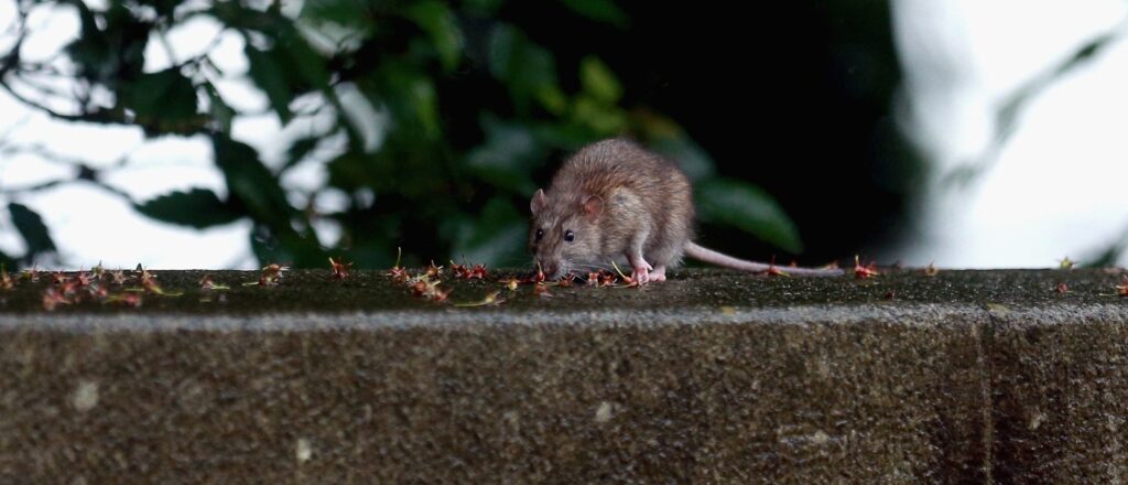 nyc-takes-aim-at-‘rat-buffet-lines’-as-‘war-on-rats’-continues