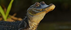 police-fatally-shoot-meth-addled-florida-man-who-swam-in-gator-infested-lake,-sheriff-says