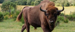 bison-causes-utter-insanity-after-escaping-in-michigan