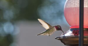 hummingbirds-are-evolving-to-adapt-to-life-with-humans