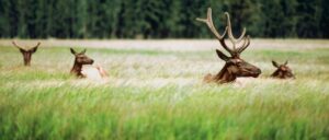 moose-with-her-calves-charges-at-colorado-man,-kills-dog-in-wild-attack