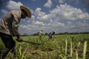 historic-sugar-shortage-in-cuba-threatens-worldwide-rum-supply