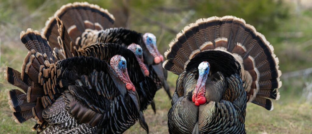 major-bird-flu-outbreak-hits-minnesota