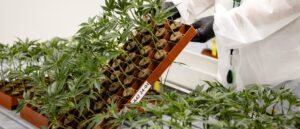 house-subcommittee-greenlights-bill-that-could-upend-marijuana-industry