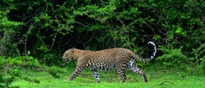 saudis-set-to-gift-us-rare-cats-as-ties-with-kingdom-warm