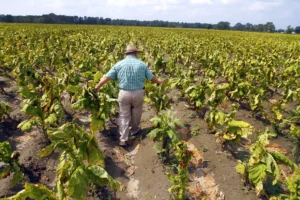 nc-republicans-under-pressure-call-for-big-beautiful-bill-changes