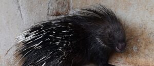 annual-libertarian-festival-features-‘clothing-optional’-zone