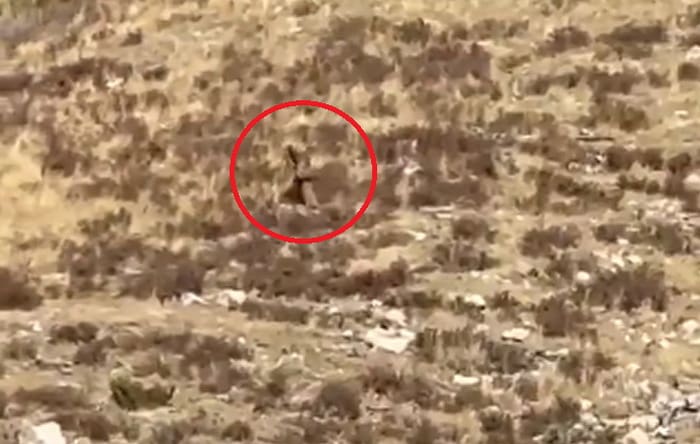 real-or-hoax?-couple-riding-train-through-colorado-mountains-claim-they-captured-footage-of-a-bigfoot-(video)-|-the-gateway-pundit-|-by-mike-lachance