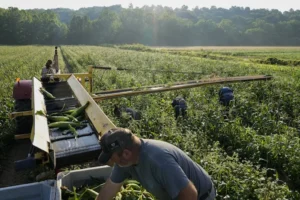 feds-pursuing-illegal-immigrant-farmworkers-absent-executive-action