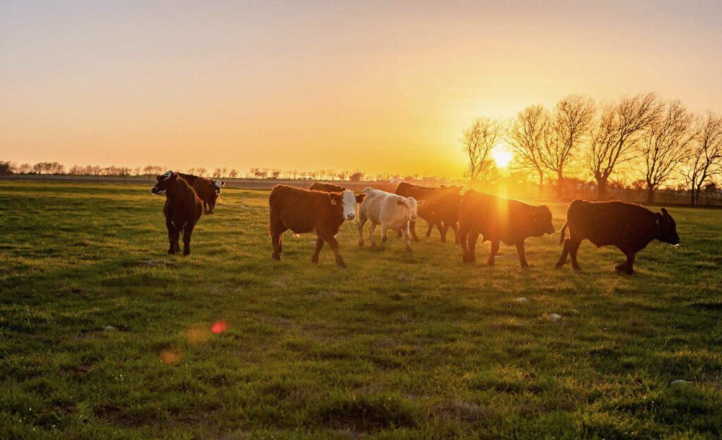 why-shelf-stable-beef-could-be-an-extremely-valuable-commodity-in-the-near-future-|-the-gateway-pundit-|-by-promoted-post