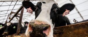 trump-admin-moves-to-shield-american-cattle-industry-from-devastating-‘flesh-eating-parasite’