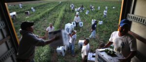 industries-long-addicted-to-illegal-labor-in-withdrawal-as-trump-cracks-down