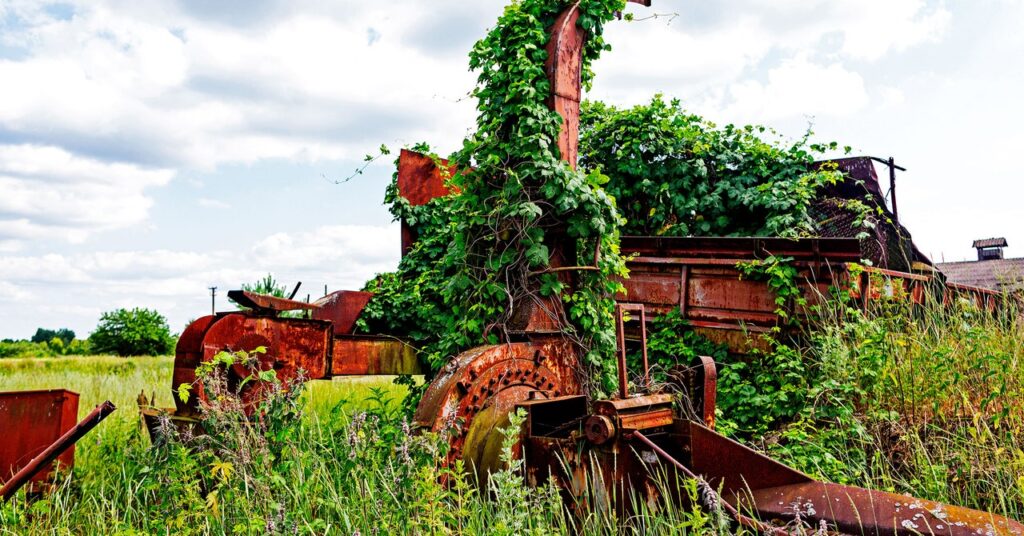 abandoned-farms-are-a-hidden-resource-for-restoring-biodiversity