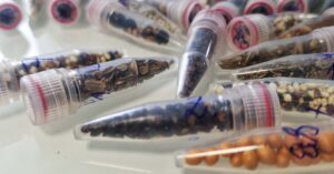 scientists-are-sending-cannabis-seeds-to-space