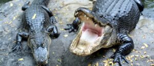 trump-admin-green-lights-migrant-detention-facility-guarded-by-alligators