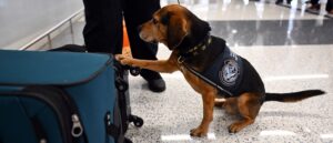 foreign-man-kicks-cbp-dog-during-search,-gets-booted-from-us