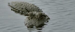 environmental-groups-sue-to-block-‘alligator-alcatraz’-detention-center