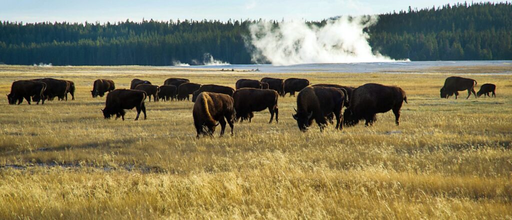 hunters,-fishers-and-outdoors-experts-rejoice-as-sen.-mike-lee-backs-off-plan-to-sell-public-lands