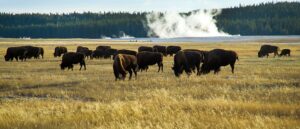 hunters,-fishers-and-outdoors-experts-rejoice-as-sen.-mike-lee-backs-off-plan-to-sell-public-lands