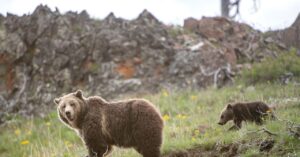 is-it-time-to-stop-protecting-the-grizzly-bear?