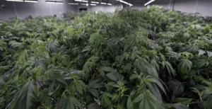 changes-to-voter-approved-recreational-marijuana-still-debated-–-washington-examiner