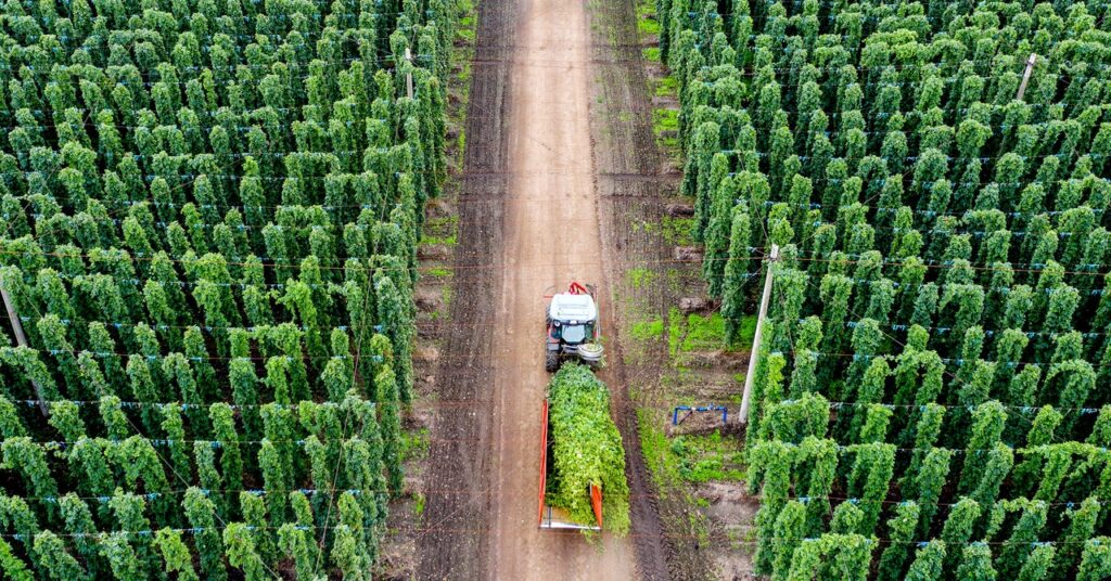 how-hop-nerds-are-saving-your-favorite-beer-from-climate-change