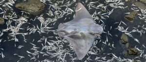 bat-ray-pulls-unbelievable-move-to-avoid-getting-eaten-by-hammerhead-shark