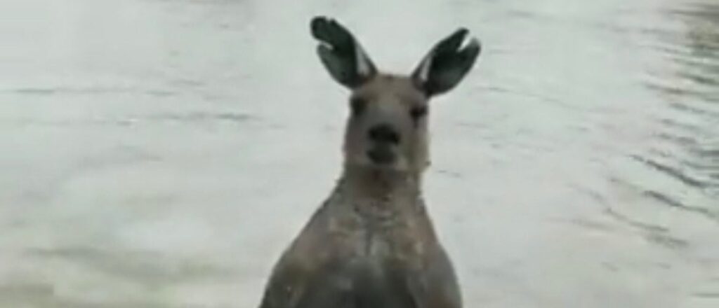 man-stops-kangaroo-from-drowning-his-dog,-video-shows