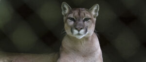 woman-gets-stalked-by-mountain-lion-in-pure-nightmare-fuel-video