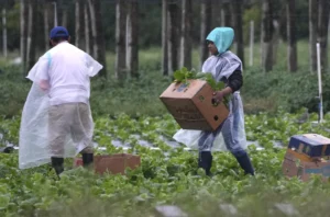 trump-immigration-rating-turns-negative-–-washington-examiner