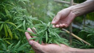 raided-cannabis-farm-is-the-subject-of-past-labor-law-complaints