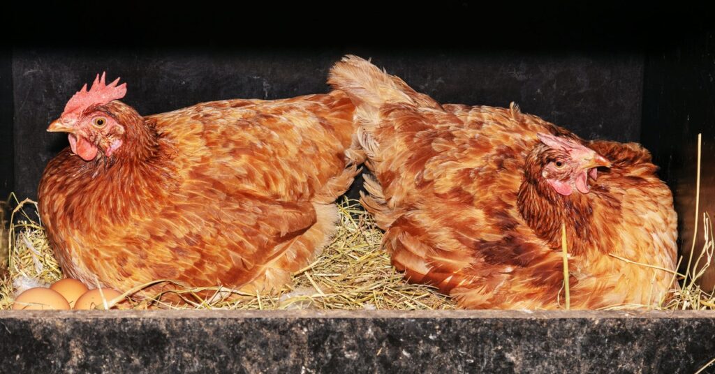 these-gene-edited-chickens-were-made-to-resist-bird-flu