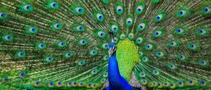 hotel-says-dozens-of-their-peacocks-went-missing,-police-launch-investigation