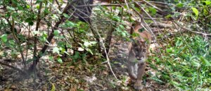 father-saves-kid-from-mountain-lion,-praised-as