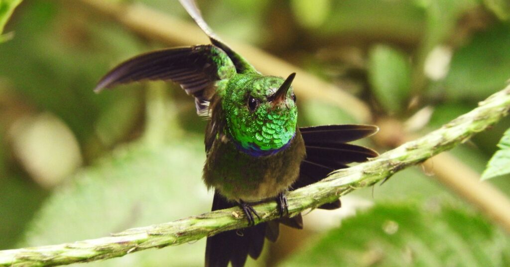 why-scientists-are-bugging-the-rainforest