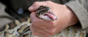 legendary-american-state-launches-grade-a-operation-to-combat-giant-snake-problem