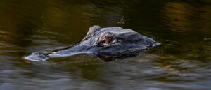 alligator-rightfully-steals-lady