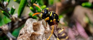 radioactive-wasp-nest-discovered-at-nuclear-weapons-plant