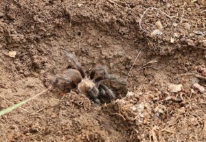 arachnophobes-beware:-‘hordes’-of-tarantulas-set-to-swarm-parts-of-us-for-mating-season