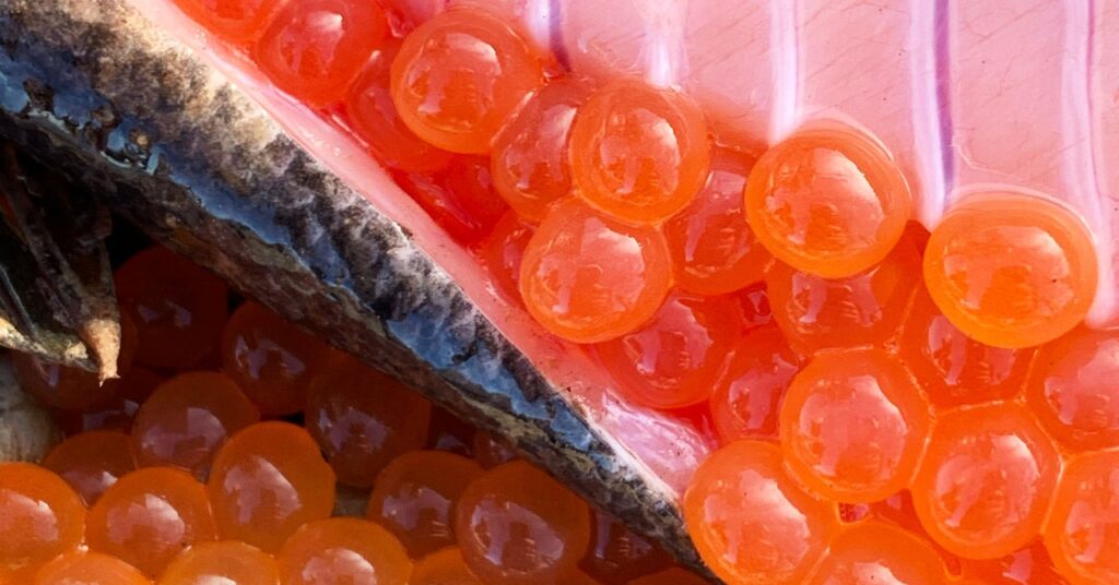 chum-salmon-are-spawning-in-the-arctic.-it’s-an-ominous-sign
