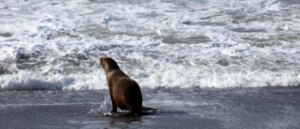 surf-instructor-takes-action-after-sea-lion-bites-9-year-old-girl