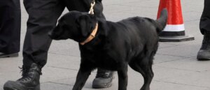 dog-rescues-13-year-old-boy-who-was-stuck-in-foot-high-water-in-ravine-for-over-75-hours