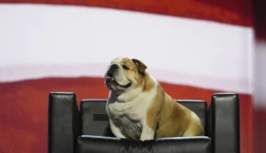 capitol-tea:-babydog’s-23-siblings-–-washington-examiner