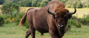 yellowstone-moron-caught-on-video-taunting-bison-that-nearly-demolishes-him