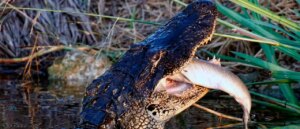 insane-video-shows-alligator-chomping-down-huge-python