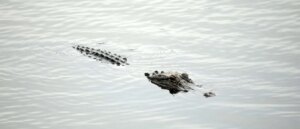 kayakers-in-countryside-lake-stumble-upon-alligator