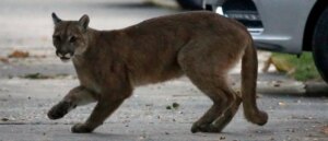 report:-11-year-old-attacked-by-mountain-lion-while-feeding-chickens