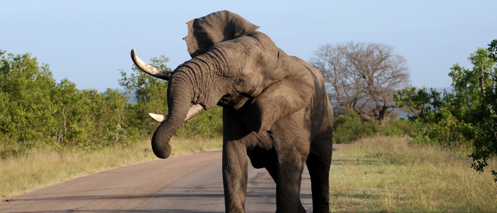 st.-louis-zoo-elephant-dies-after-small-dog-caused-herd-to-panic:-report