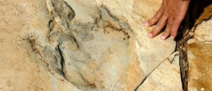 dinosaur-footprints-discovered-after-massive-flooding